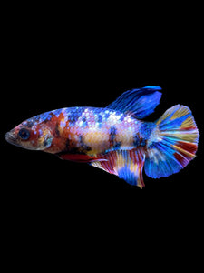 Female Halfmoon Plakat - Multicolor #2217 - Live Betta Fish