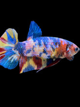 Load image into Gallery viewer, Female Halfmoon Plakat - Multicolor #2217 - Live Betta Fish
