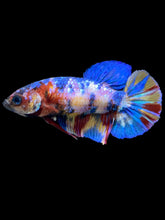 Load image into Gallery viewer, Female Halfmoon Plakat - Multicolor #2217 - Live Betta Fish
