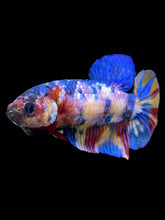 Load image into Gallery viewer, Female Halfmoon Plakat - Multicolor #2217 - Live Betta Fish
