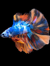 Load image into Gallery viewer, Male Fullmoon - Galaxy #2218 - Live Betta Fish
