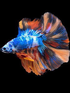 Male Fullmoon - Galaxy #2218 - Live Betta Fish