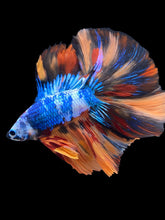 Load image into Gallery viewer, Male Fullmoon - Galaxy #2218 - Live Betta Fish
