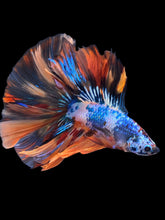Load image into Gallery viewer, Male Fullmoon - Galaxy #2218 - Live Betta Fish
