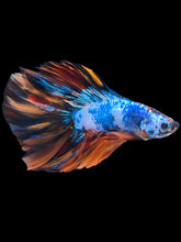 Load image into Gallery viewer, Male Fullmoon - Galaxy #2218 - Live Betta Fish
