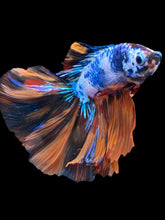 Load image into Gallery viewer, Male Fullmoon - Galaxy #2218 - Live Betta Fish
