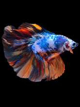 Load image into Gallery viewer, Male Fullmoon - Galaxy #2218 - Live Betta Fish
