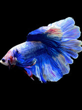 Load image into Gallery viewer, Male Rosetail - Blue Sky #2219 - Live Betta Fish

