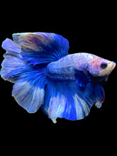 Load image into Gallery viewer, Male Rosetail - Blue Sky #2219 - Live Betta Fish
