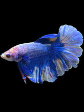 Load image into Gallery viewer, Male Rosetail - Blue Sky #2219 - Live Betta Fish
