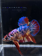 Load image into Gallery viewer, GIANT Male Halfmoon Plakat - Multicolor #2221 - Live Betta Fish
