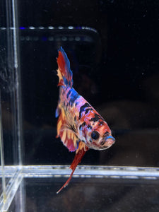 GIANT Male Halfmoon Plakat - Multicolor #2221 - Live Betta Fish