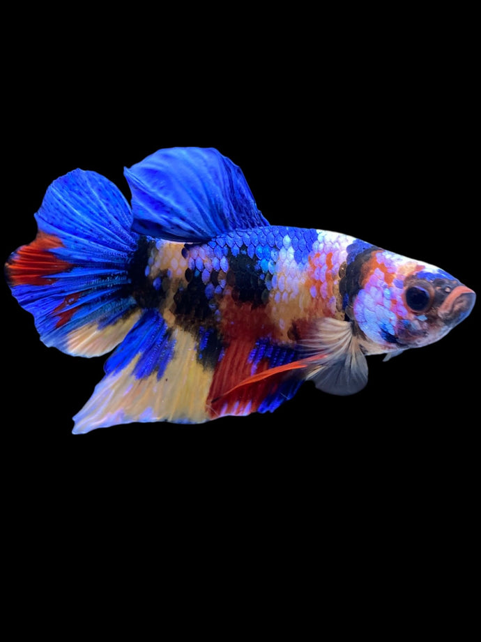 Male Halfmoon Plakat - Multicolor #2221 - Live Betta Fish