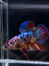 Load image into Gallery viewer, GIANT Male Halfmoon Plakat - Multicolor #2221 - Live Betta Fish
