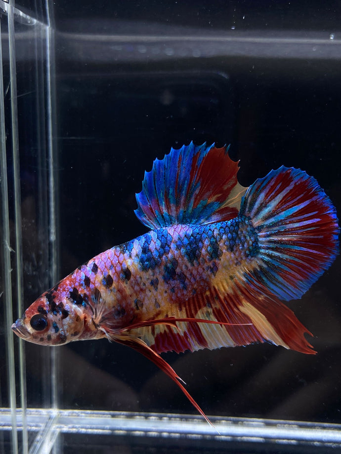 GIANT Male Halfmoon Plakat - Multicolor #2221 - Live Betta Fish