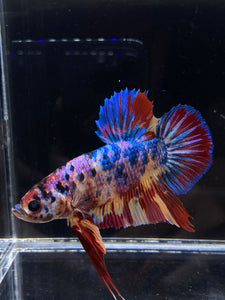 GIANT Male Halfmoon Plakat - Multicolor #2221 - Live Betta Fish