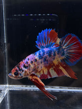 Load image into Gallery viewer, GIANT Male Halfmoon Plakat - Multicolor #2221 - Live Betta Fish
