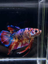 Load image into Gallery viewer, GIANT Male Halfmoon Plakat - Multicolor #2221 - Live Betta Fish
