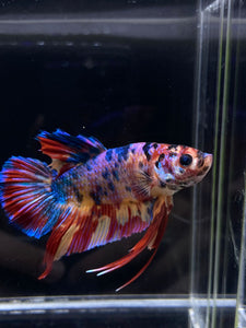 GIANT Male Halfmoon Plakat - Multicolor #2221 - Live Betta Fish