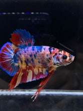 Load image into Gallery viewer, GIANT Male Halfmoon Plakat - Multicolor #2221 - Live Betta Fish
