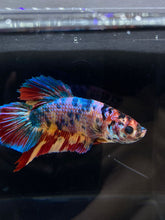 Load image into Gallery viewer, GIANT Male Halfmoon Plakat - Multicolor #2221 - Live Betta Fish
