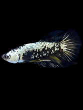 Load image into Gallery viewer, Male Halfmoon Plakat - Black Samurai #2223 - Live Betta Fish
