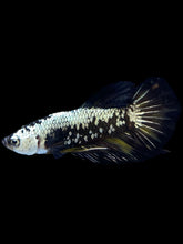 Load image into Gallery viewer, Male Halfmoon Plakat - Black Samurai #2223 - Live Betta Fish
