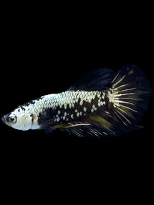 Male Halfmoon Plakat - Black Samurai #2223 - Live Betta Fish