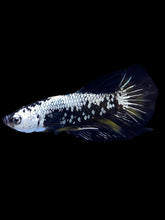 Load image into Gallery viewer, Male Halfmoon Plakat - Black Samurai #2223 - Live Betta Fish
