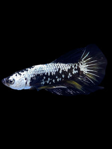 Male Halfmoon Plakat - Black Samurai #2223 - Live Betta Fish