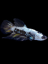 Load image into Gallery viewer, Male Halfmoon Plakat - Black Samurai #2223 - Live Betta Fish
