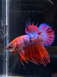 Male Crowntail Plakat - Purple Candy #2224 - Live Betta Fish