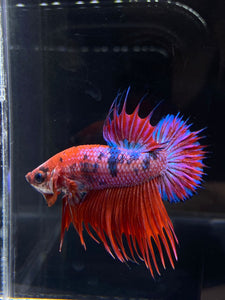 Male Crowntail Plakat - Purple Candy #2224 - Live Betta Fish