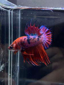 Male Crowntail Plakat - Purple Candy #2224 - Live Betta Fish