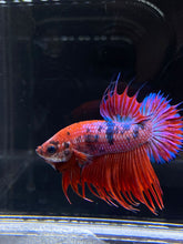 Load image into Gallery viewer, Male Crowntail Plakat - Purple Candy #2224 - Live Betta Fish
