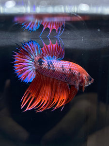 Male Crowntail Plakat - Purple Candy #2224 - Live Betta Fish