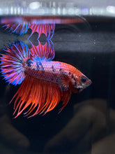 Load image into Gallery viewer, Male Crowntail Plakat - Purple Candy #2224 - Live Betta Fish
