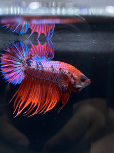 Male Crowntail Plakat - Purple Candy #2224 - Live Betta Fish