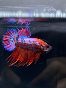 Male Crowntail Plakat - Purple Candy #2224 - Live Betta Fish