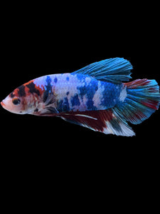 GIANT Male Halfmoon Plakat - Candy #2225 - Live Betta Fish