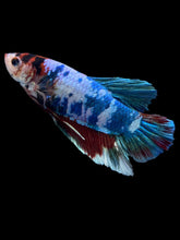 Load image into Gallery viewer, GIANT Male Halfmoon Plakat - Candy #2225 - Live Betta Fish

