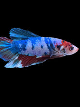 Load image into Gallery viewer, GIANT Male Halfmoon Plakat - Candy #2225 - Live Betta Fish
