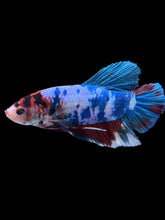 Load image into Gallery viewer, GIANT Male Halfmoon Plakat - Candy #2225 - Live Betta Fish
