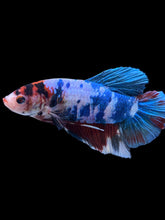 Load image into Gallery viewer, GIANT Male Halfmoon Plakat - Candy #2225 - Live Betta Fish
