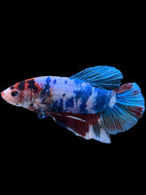 Load image into Gallery viewer, GIANT Male Halfmoon Plakat - Candy #2225 - Live Betta Fish
