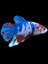 Load image into Gallery viewer, GIANT Male Halfmoon Plakat - Candy #2225 - Live Betta Fish
