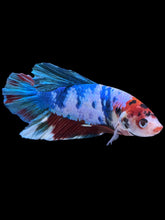 Load image into Gallery viewer, GIANT Male Halfmoon Plakat - Candy #2225 - Live Betta Fish
