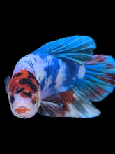 Load image into Gallery viewer, GIANT Male Halfmoon Plakat - Candy #2225 - Live Betta Fish
