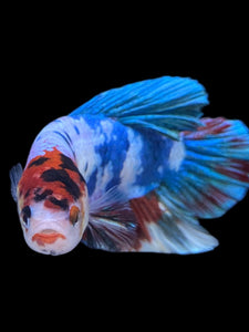 GIANT Male Halfmoon Plakat - Candy #2225 - Live Betta Fish