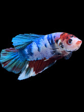 Load image into Gallery viewer, GIANT Male Halfmoon Plakat - Candy #2225 - Live Betta Fish
